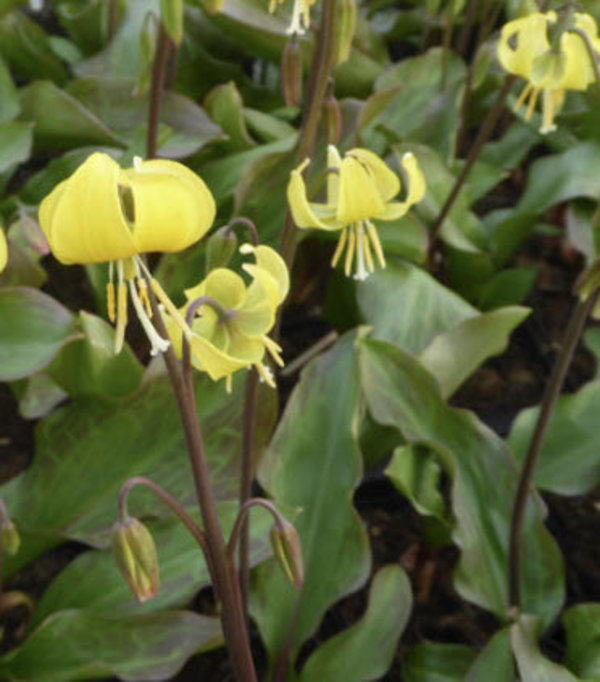 Erythronium 'Pagoda'.jpg