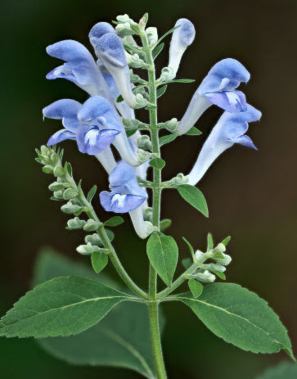 Scutellaria incana.jpg