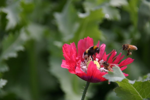 IMG_0024 Papaver.jpg