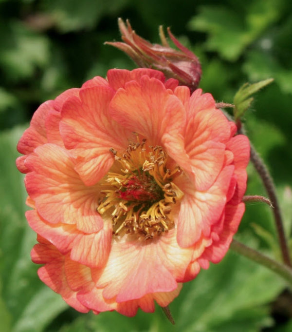 Geum 'Nonna'.jpg