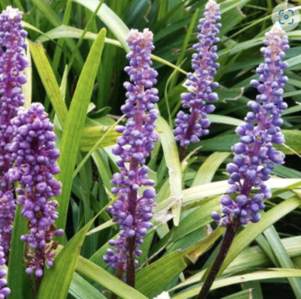 Liriope muscari 'Ingwersen'.jpg