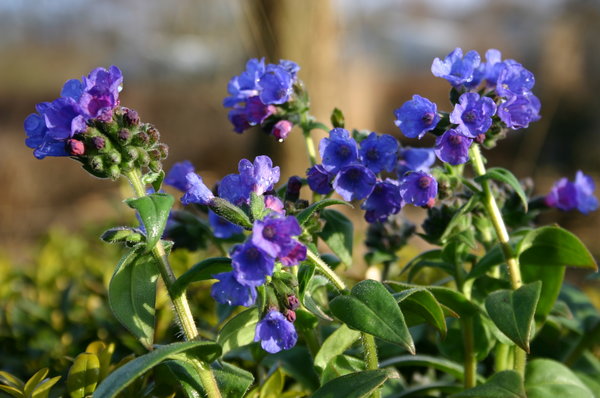 Pulmonaria (2).jpg