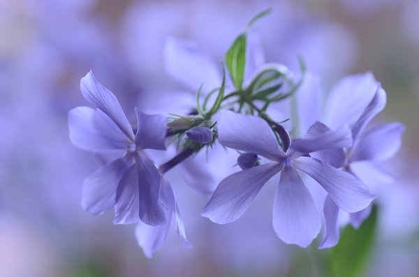 Phlox divaricata Clouds of Perfume.JPG