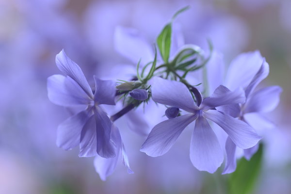 Phlox divaricata Clouds of Perfume.JPG