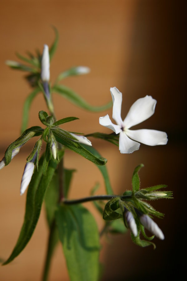 Phlox divaricuta.jpg