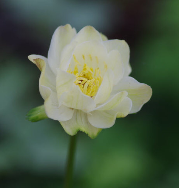 tollius alabaster.jpg
