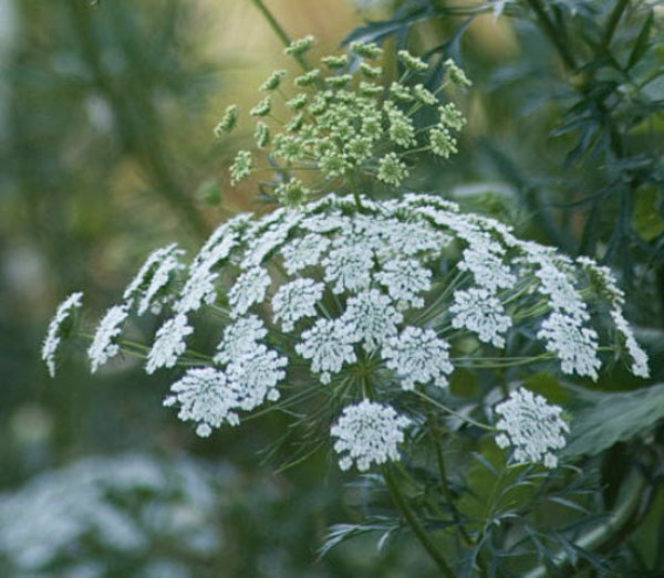 Ammi majus.jpg