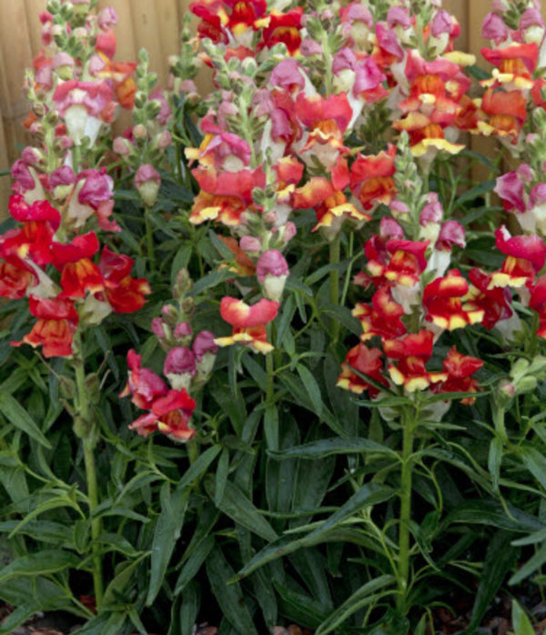 Antirrhinum maj. max. 'Rembrandt'.jpg