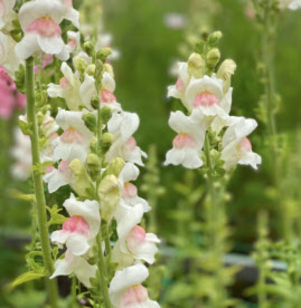 Antirrhinum maj. 'Apple Blossom'.jpg