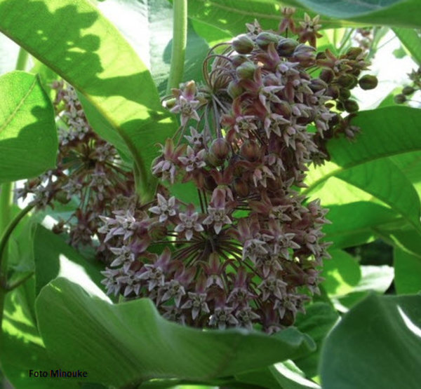 Asclepias syriaca.jpg