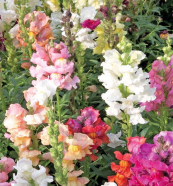 Antirrhinum maj. 'Dark Leaved Mix'.jpg