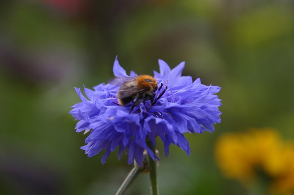 Centaurea (2).JPG