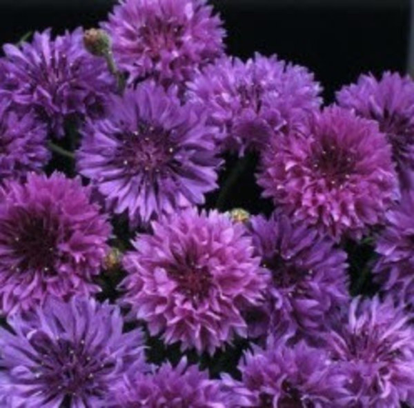 Centaurea cyanus 'Mauve Ball'.jpg