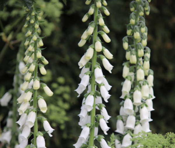 digitalis albiflora.jpg