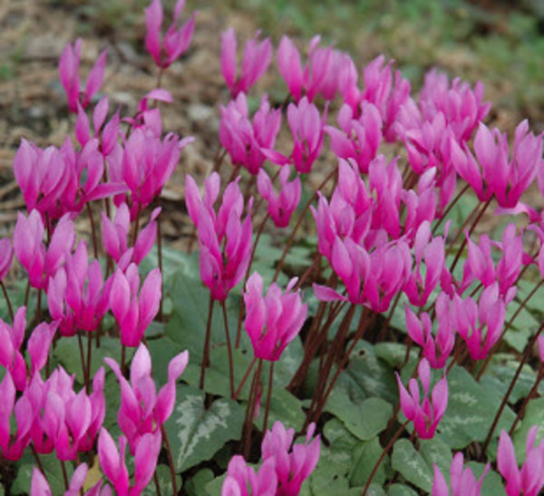 Cyclamen purpurascens.jpg