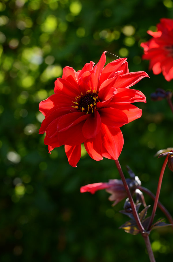 Dahlia Bishop of Auckland.jpg