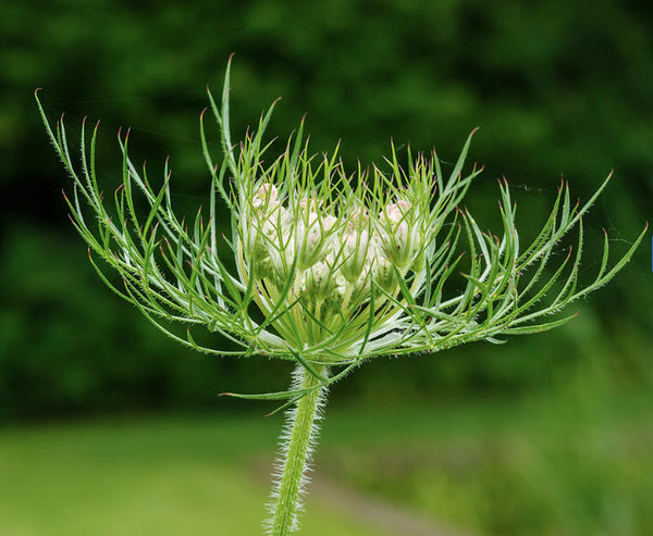 Daucus carota.jpg