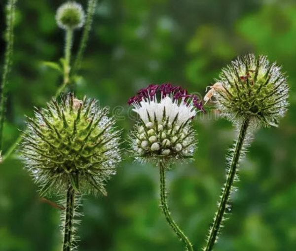 Dipsacus pilosus.jpg