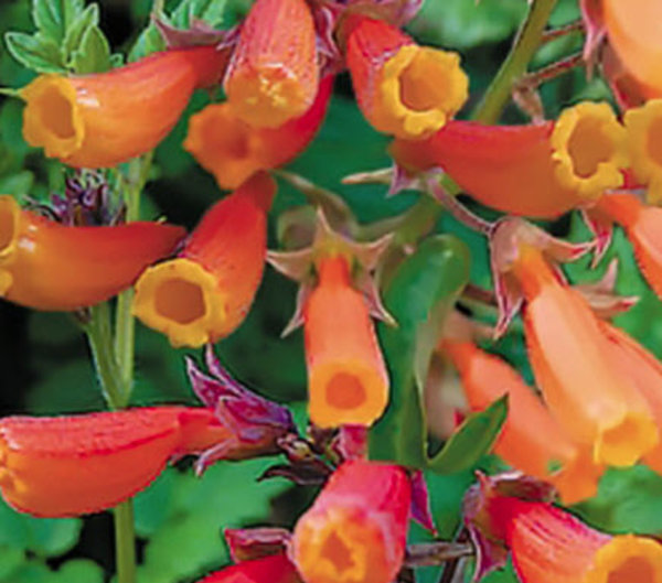 Eccremocarpus.jpg