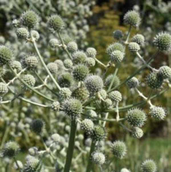 Eryngium paniculatum.jpg