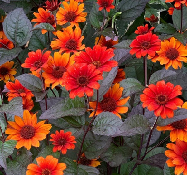 Heliopsis helianthoides ‘Bleeding Hearts’ (Zonneoog).jpg