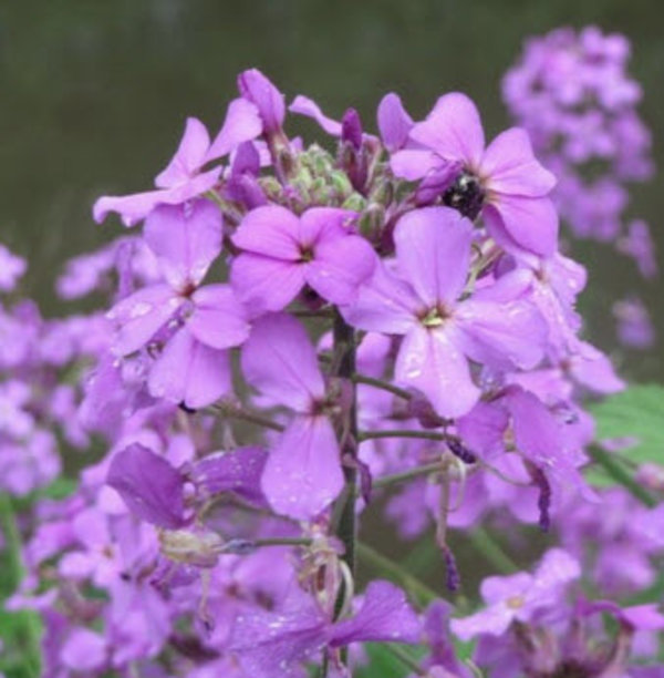 Hesperis matronalis.jpg