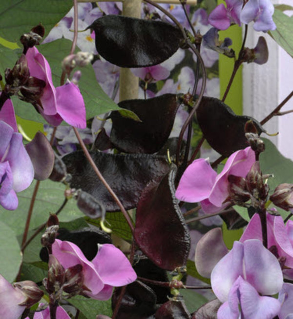 Dolichos lablab (Hyacinthboon).jpg