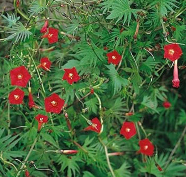 Ipomoea quamoclit.jpg