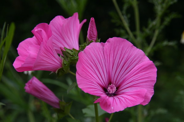 Lavatera trimestris (Bekermalva).JPG