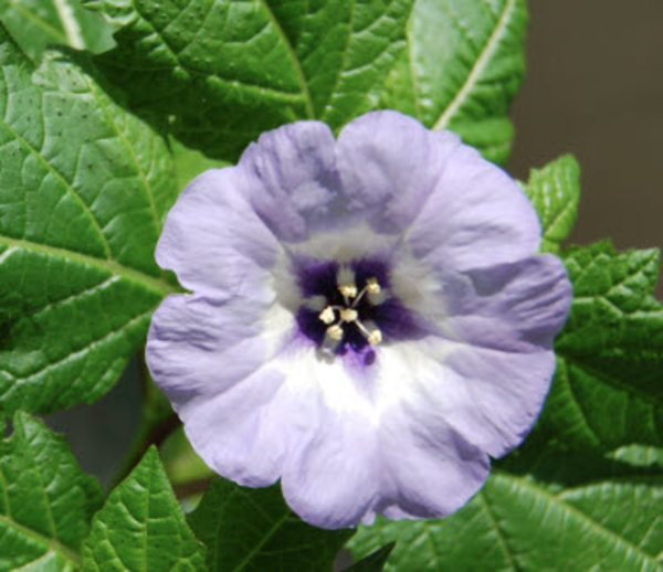 Nicandra.jpg
