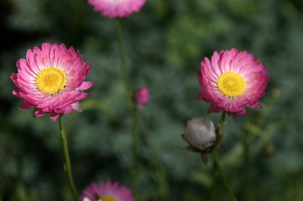 Rhodanthe chlorocephala.JPG