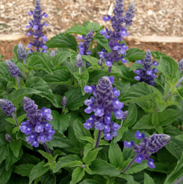 Salvia farinacea 'Victoria Blue'.jpg