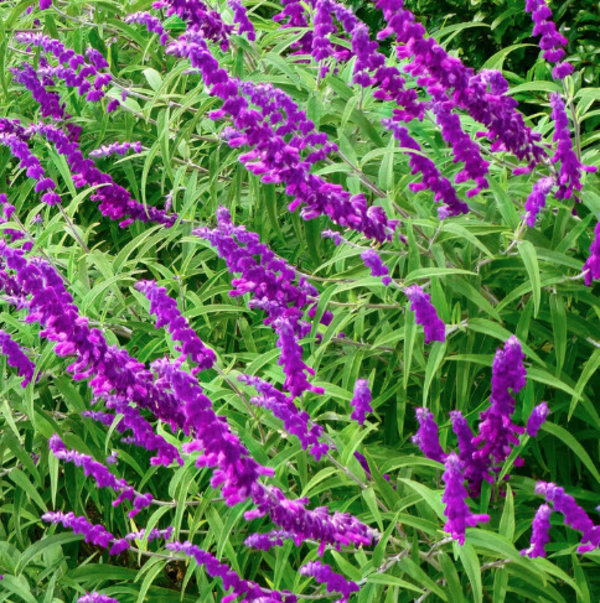 Salvia leucantha 'Purple Velvet'.jpg