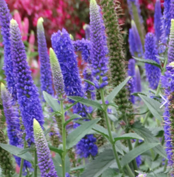 Veronica longifolia 'First Glory'.jpg