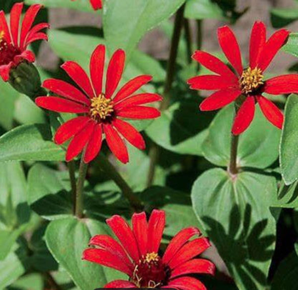 zinnia tenuifolia 'Red Spider'.jpg