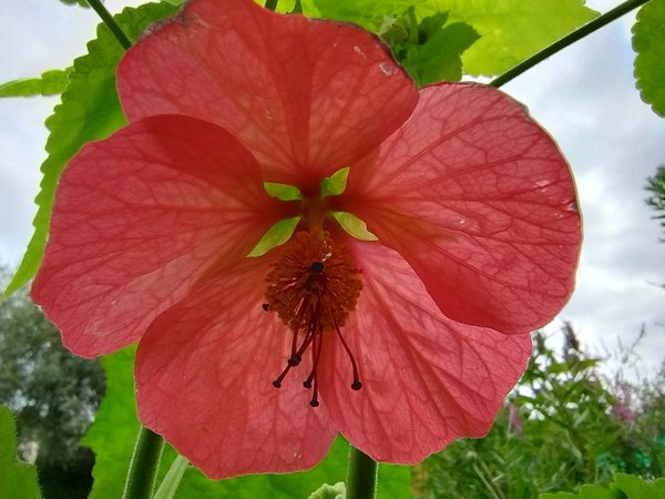 Abutilon gia flowering mixture.jpg