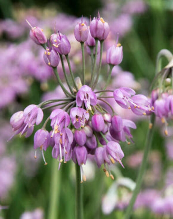 Alllium cernuum 'Purple King'.jpg