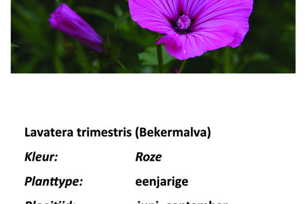 Lavatera trimestris.jpg
