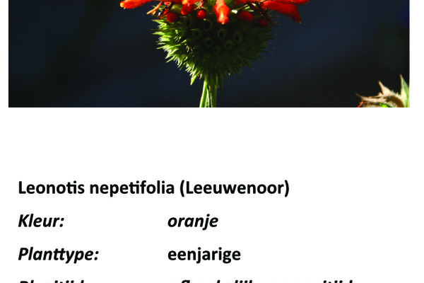 Leonotis nepetifolia.jpg
