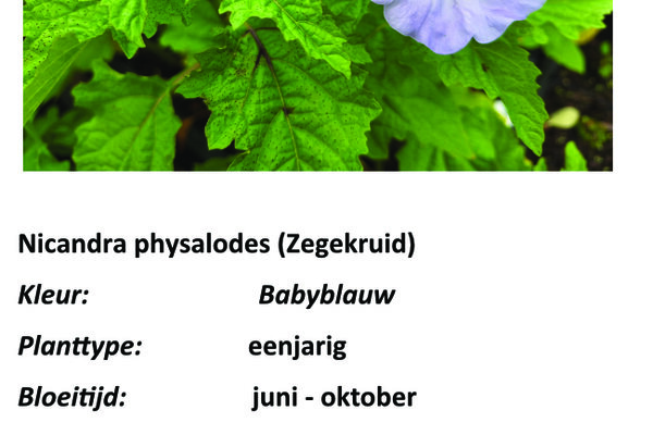 Nicandra physalodus.jpg