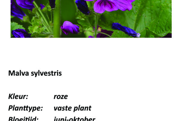 Malva sylvestris.jpg