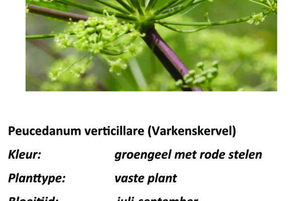 Peucedanum verticillare.jpg