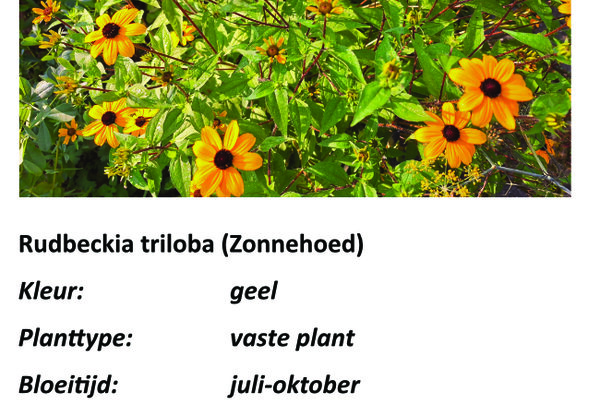 Rudbeckia triloba.jpg