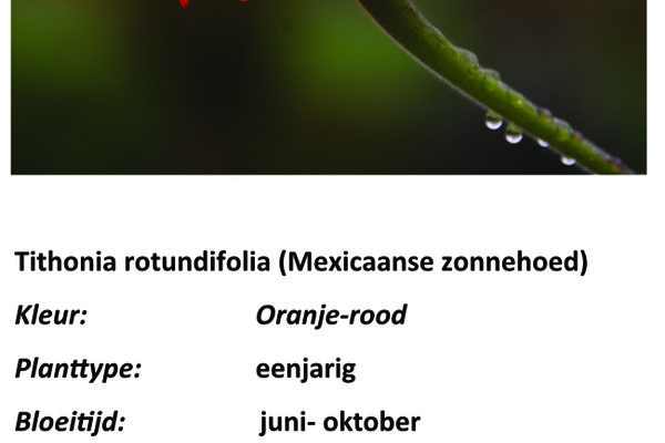 Tithonia rotundifolia.jpg