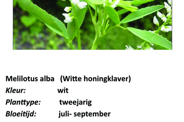 Melilotus alba (Witte Honingklaver).jpg
