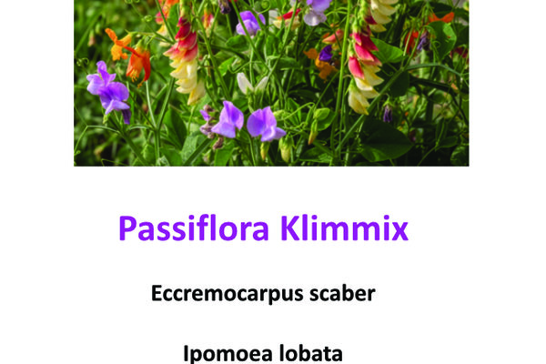 Passiflora klimmix.jpg