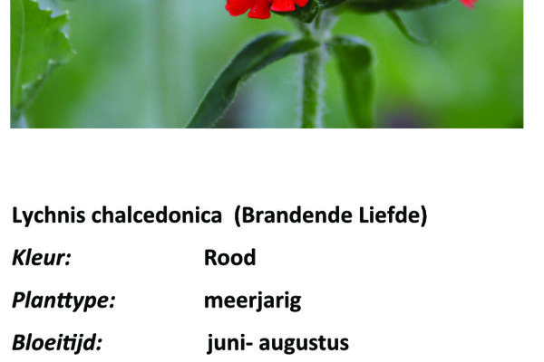 Lychnis chalcedonica (Brandende Liefde).jpg