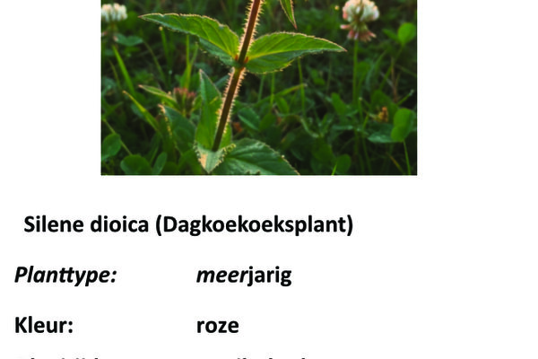 Silene dioica.jpg