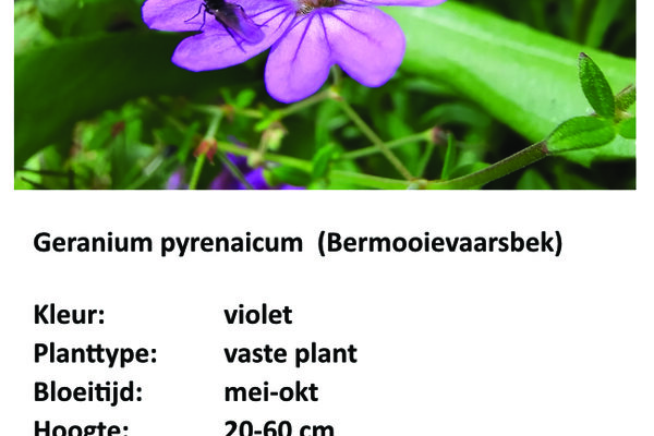 Geranium pyrenaicum.jpg