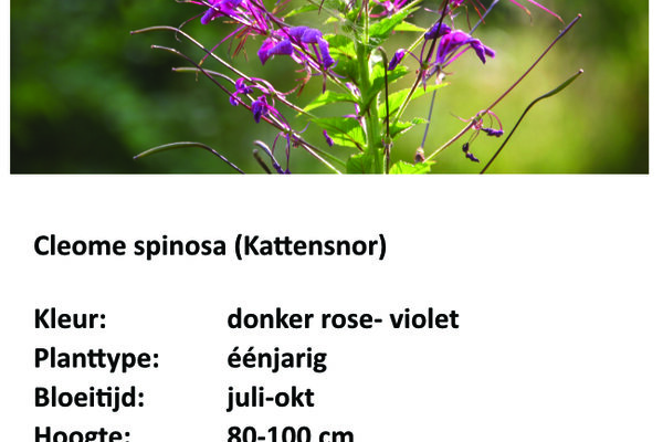 Cleome spinosa.jpg